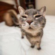 Arseny_Monitor