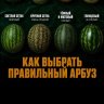 Savelij_Snegiref