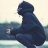 Harison_Wels