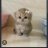 Alikk_Gromov